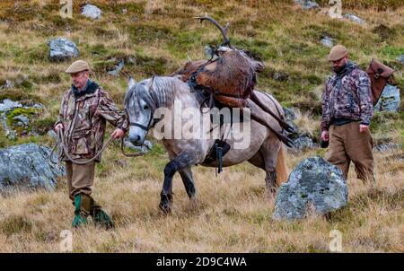 Scozia, Regno Unito – un ghillio che guida un pony degli altopiani in attività che sta portando con sé un Red Deer Stag Foto Stock