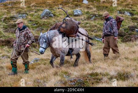 Scozia, Regno Unito – un ghillio che guida un pony degli altopiani in attività che sta portando con sé un Red Deer Stag Foto Stock