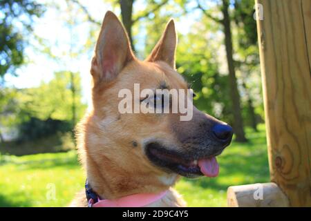 Bella femmina Malinois cucciolo in un giardino al sole. Cane con capelli corti e marrone chiaro. Foto Stock