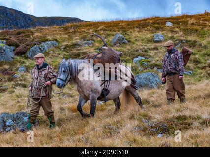 Scozia, Regno Unito – un ghillio che guida un pony degli altopiani in attività che sta portando con sé un Red Deer Stag Foto Stock
