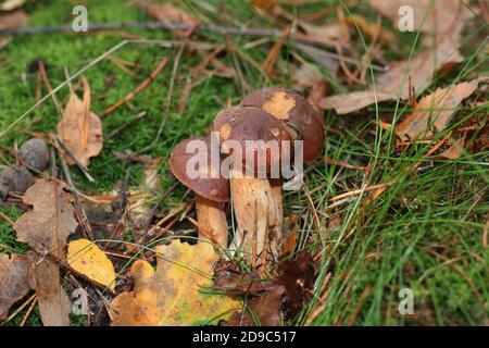 Baia Bolete, Imleria badia, che si trova in una pineta nei pressi di Haltern, Germania Foto Stock