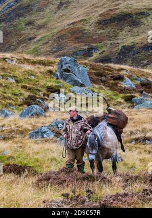 Scozia, Regno Unito – un ghillio che guida un pony degli altopiani in attività che sta portando con sé un Red Deer Stag Foto Stock