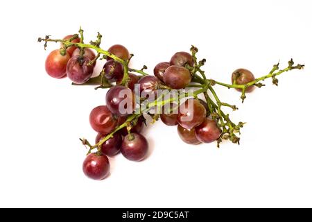 Uve rosse marcio isolate su sfondo bianco Foto Stock