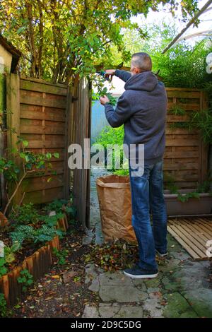 Un uomo che intagliava i suoi alberi nel suo giardino con un secateur. Mazzo di foglie a terra in autunno. Potatura prima dell'inverno. Foto Stock