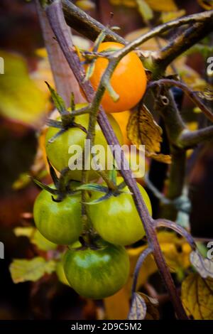 Piccoli pomodori maturano sul cespuglio. Foto Stock