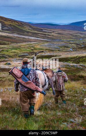 Scozia, Regno Unito – un ghillio che guida un pony degli altopiani in attività che sta portando con sé un Red Deer Stag Foto Stock