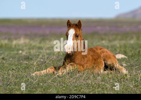 Cavalli selvaggi Foto Stock