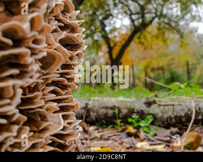 Fungo ruggisce la spugna di radice su un ceppo di albero. Foto Stock