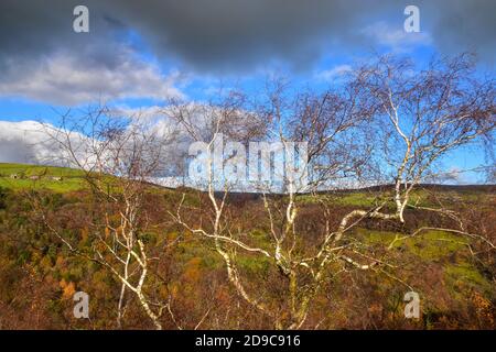 Autunno in Hardcastle Crags, Hebden Bridge, West Yorkshire Foto Stock