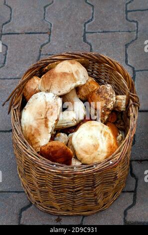 Un mazzo di funghi porcini freschi commestibili vengono raccolti in un vecchio cestello di vimini sulle lastre di pavimentazione, primo piano. Foto Stock