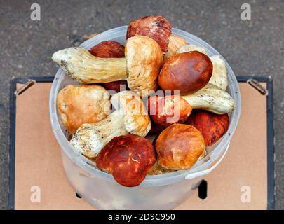Un mazzo di funghi porcini freschi commestibili vengono raccolti in un secchio di plastica che si trova al bancone di un mercato di strada, sull'asfalto, primo piano, copia Foto Stock