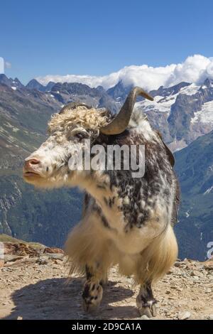 il potente e bel toro si erge sullo sfondo di cime innevate. Simbolo astrologico del prossimo anno nuovo 2021 Foto Stock