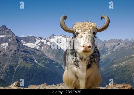 il potente e bel toro si erge sullo sfondo di cime innevate. Simbolo astrologico del prossimo anno nuovo 2021 Foto Stock