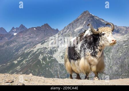 il potente e bel toro si erge sullo sfondo di cime innevate. Simbolo astrologico del prossimo anno nuovo 2021 Foto Stock