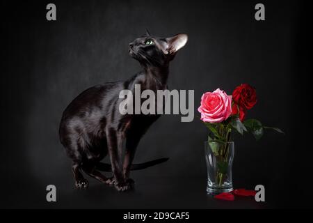Giovane gatto nero di razza orientale seduto vicino al bouquet di rose rosse su sfondo nero. Biglietto d'auguri per San Valentino. Foto Stock