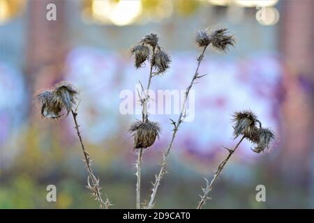Asciugare il bistile su uno sfondo colorato e sfocato Foto Stock