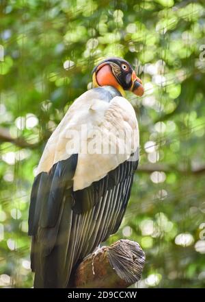 Un avvoltoio re (Sarcoramphus papa) arroccato su un ramo nel Parco degli Uccelli, un santuario a Foz do Iguaçu, Brasile. Foto Stock