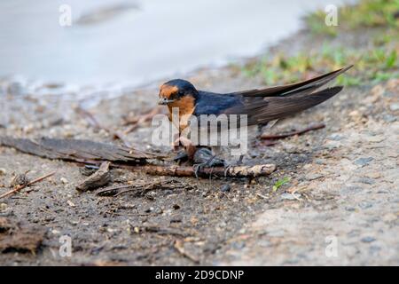 Benvenuti Swallow Hirundo neoxena Cains, Queensland, Australia 30 ottobre 2019 Adulto che raccoglie fango per nido. Hirundinidae Foto Stock