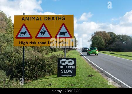 Segnaletica stradale che segnala la morte di animali su una strada ad alto rischio attraverso il Parco Nazionale della New Forest con auto che passano, Hampshire, Inghilterra, Regno Unito Foto Stock