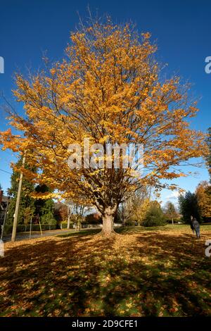 Acero mature dello zucchero (Acer saccharum)con foglie gialle in autunno, Vancouver, British Columbia, Canada Foto Stock