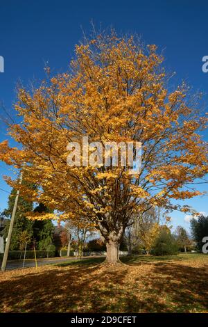 Acero mature dello zucchero (Acer saccharum)con foglie gialle in autunno, Vancouver, British Columbia, Canada Foto Stock