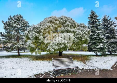 Prima nevicata nel colorato parco cittadino autunnale. Bianco soffice neve coperta dorata, alberi verdi e cespugli fogliame, aghi di abeti, panca di legno. Modifica o Foto Stock