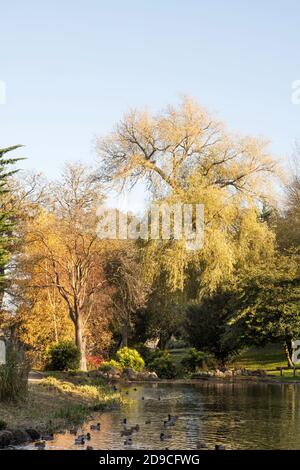 Colore autunnale nel Barnes Park, Sunderland, Inghilterra, Regno Unito Foto Stock