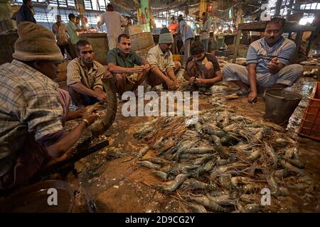 Kolkata, India, gennaio 2008. La gente che spellano i gamberetti sul terreno nel nuovo mercato. Foto Stock