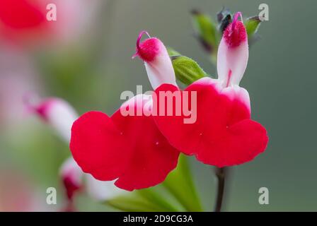 Macro shot di fiori di salvia delle labbra calde in fiore Foto Stock