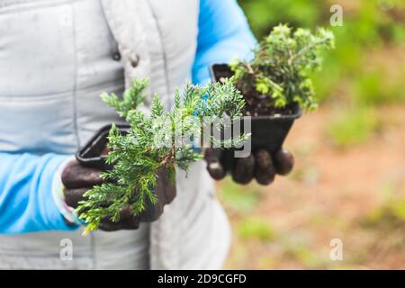 Semenzali conifere in vasi neri sono in mani di un giardiniere, primo piano foto con fuoco selettivo Foto Stock