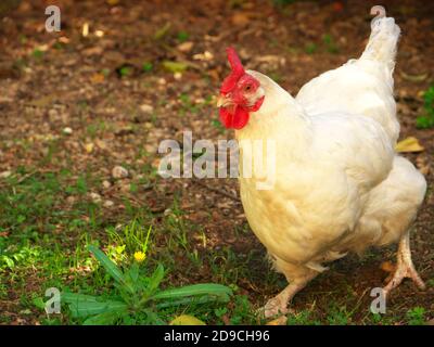 Foto di una gallina bianca che corre in giardino Foto Stock