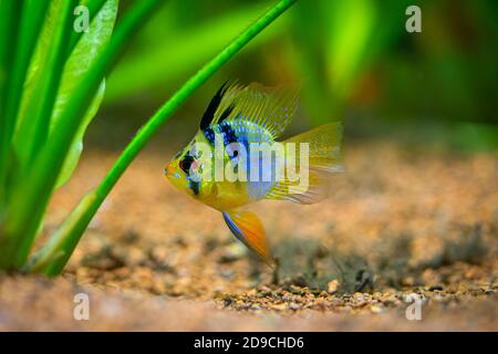 Blue Balloon RAM (Microgeophagus ramirezi) isolato in un serbatoio di pesce con sfondo sfocato Foto Stock