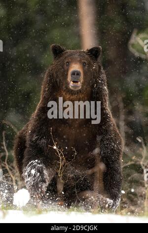 Orso Grizzly Foto Stock
