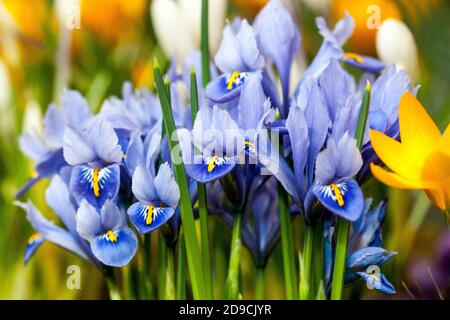 Fiore di Iris blu Crocus Primavera Giardino Fiori nel mese di marzo primi fiori di primavera Iris Blu Fiori di marzo piante di primavera Perenni Iris 'Harmony' Foto Stock