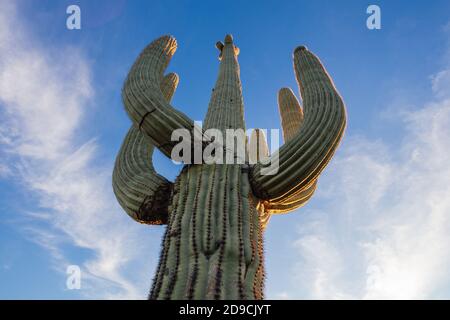 Saguaro cactus e cielo blu in Arizona Foto Stock