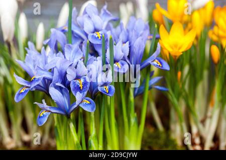 Blu iris fiori Iris reticolata crocuses bello fiore in anticipo molla Foto Stock