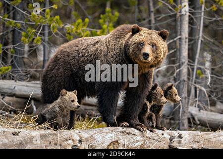 Orso Grizzly Foto Stock