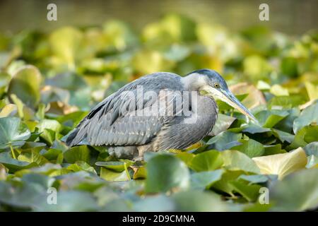 Great Blue Heron in Lily PADS cercando cibo al Cannon Hill Park a Spokane, Washington USA Foto Stock