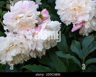 Nel giardino all'aperto fioriscono bellissime peonie rosa. Paeonia mattina bacio. Fiore doppio rosa di peonia. Foto Stock
