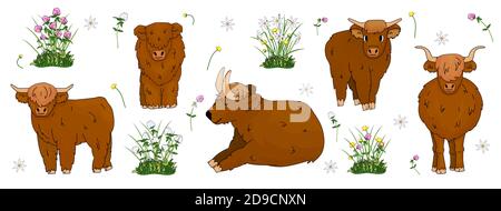 Insieme di piccole e grandi mucche brune delle Highland disegnate a mano, che sono seduti, in piedi, giacenti sul terreno con fiori, trifoglio di prato, butterculo e narcisi Illustrazione Vettoriale