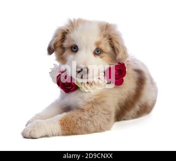 Australiano Shepherd Puppy con fiori rossi su sfondo bianco Foto Stock