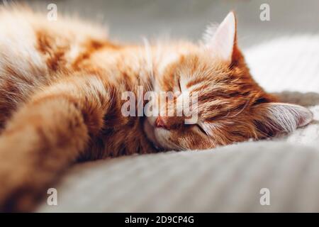 Ginger gatto rilassarsi sul divano in soggiorno. PET avere buon tempo dormire a casa Foto Stock