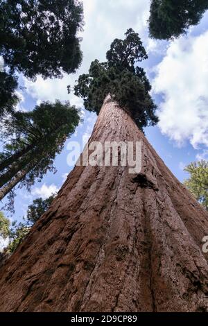 foto a basso angolo di un enorme tronco di sequoia al parco statale calaveras big trees in california, usa Foto Stock