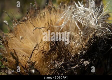 Primo piano Foto dei resti secchi del Fiore di Artichoke Foto Stock