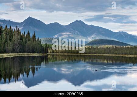 Nord America; Stati Uniti; Monti Wrangell; Lago Taiga; Autunno; Parco Nazionale Wrangell-St.Elias; Beaver nuotare con Pacific Loon Pair in backg Foto Stock