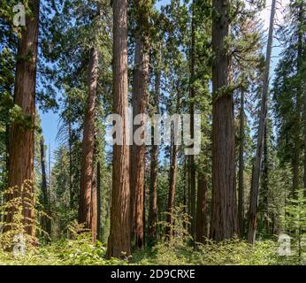 un'inquadratura grandangolare di tronchi di sequoia in un boschetto al parco statale calaveras big trees in california, usa Foto Stock