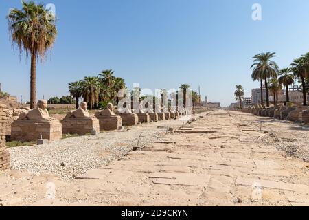 Sfingi strada in entrata al Tempio di Luxor, un antico e grande tempio egizio complesso situato sulla riva orientale del Nilo nella città oggi noto Foto Stock