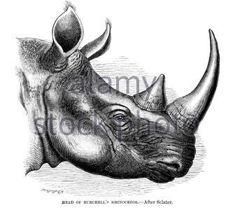 Capo del Rhinoceros di Burchell (rinoceronte bianco del sud), illustrazione d'epoca del 1894 Foto Stock