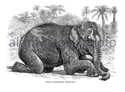 Elefante indiano inginocchiato, illustrazione vintage del 1894 Foto Stock