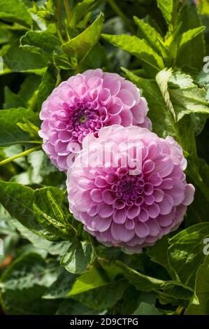 Primo piano di due Dahlia Stolze von Berlin a pompon dahlia.That fiori durante l'estate UN perenne tuberoso che piace pieno sole Foto Stock